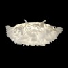 10594/780C White Потолочный светильник LOFT IT Clizia